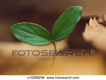 Stock Photo - Plants Closeup, Close-Up, Day, Green. Fotosearch