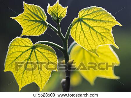 Stock Photo - Plants Closeup, Close-Up, Day, Green. Fotosearch