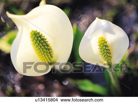 Picture - Plants Closeup, Close-Up, Day, Leaf. Fotosearch