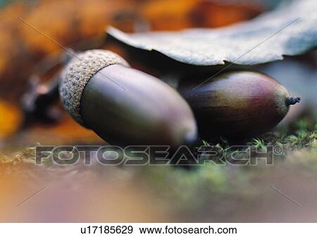 Stock Photo - Plants Closeup, Plant, Acorn, Close-Up, Day. Fotosearch