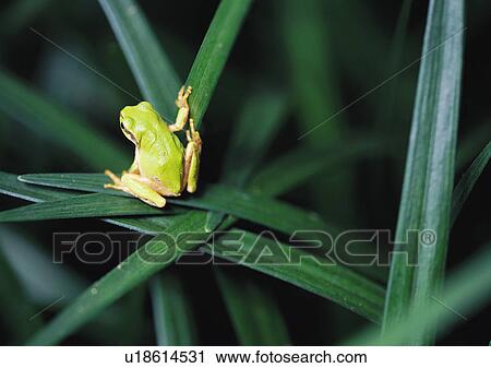 Stock Image - Plants Closeup, Plant, Animals In The Wild, Close-Up, Day. Fotosearch