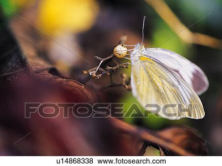 Stock Photo - Plants Closeup, Plant, Animals In The Wild, Butterfly, Close-Up. Fotosearch