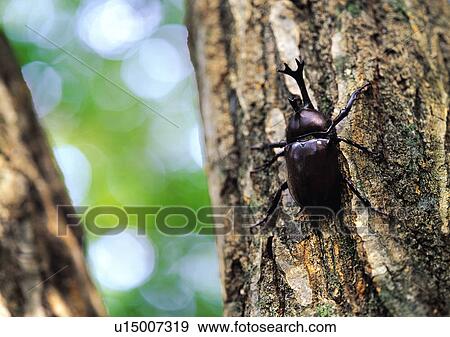 Plants Closeup, Plant, Animals In The Wild, Antenna, Close-Up View Large Photo Image Stock Photo - Plants Closeup, Plant, Animals In The Wild, Antenna, Close-Up. Fotosearch