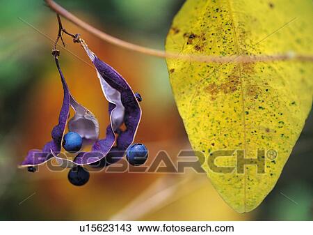 Stock Image - Plants Closeup, Plant, Blue, Blueberry, Close-Up. Fotosearch
