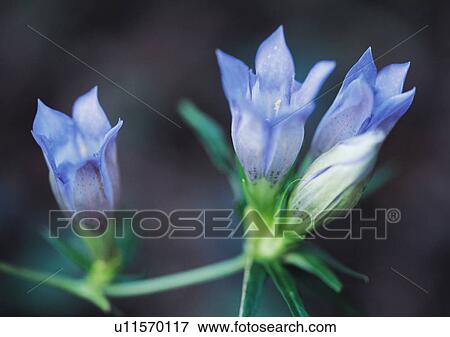 Stock Photo - Plants Closeup, Plant, Blue, Close-Up, Day. Fotosearch