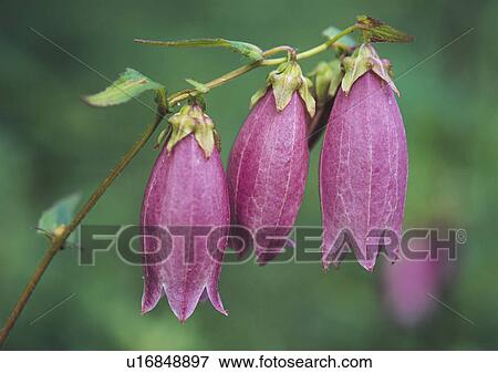 Stock Photo - Plants Closeup, Plant, Bluebell, Close-Up, Day. Fotosearch
