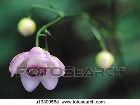 Stock Photo - Plants Closeup, Plant, Bud, Close-Up, Day. Fotosearch