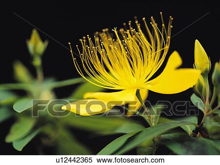Stock Photography - Plants Closeup, Plant, Bud, Close-Up, Day. Fotosearch