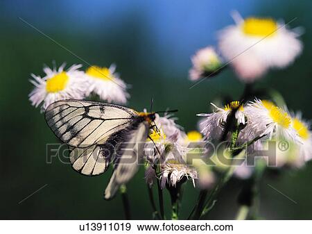 Stock Photo - Plants Closeup, Plant, Butterfly, Close-Up, Day. Fotosearch
