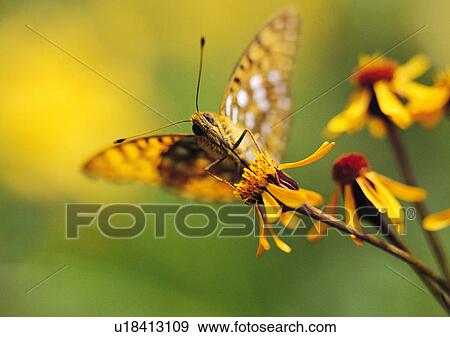 Stock Photo - Plants Closeup, Plant, Butterfly, Close-Up, Day. Fotosearch