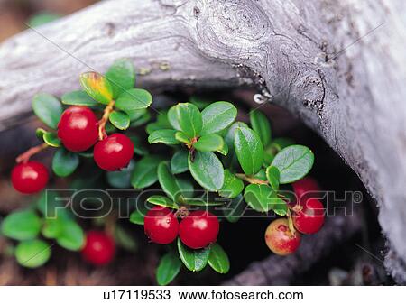 Stock Image - Plants Closeup, Plant, Cherry Tomato, Close-Up, Day. Fotosearch