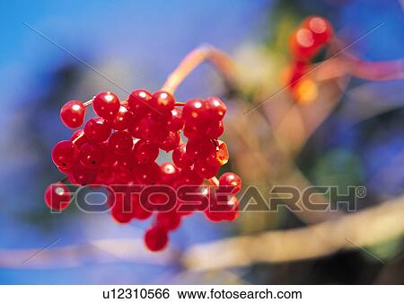 Stock Photograph - Plants Closeup, Plant, Cherry Tomato, Close-Up, Day. Fotosearch