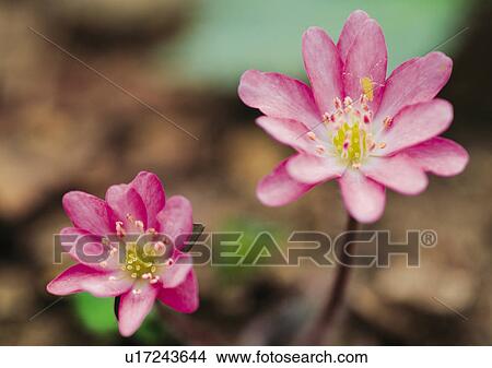 Picture - Plants Closeup, Plant, Close-Up, Daisy, Day. Fotosearch