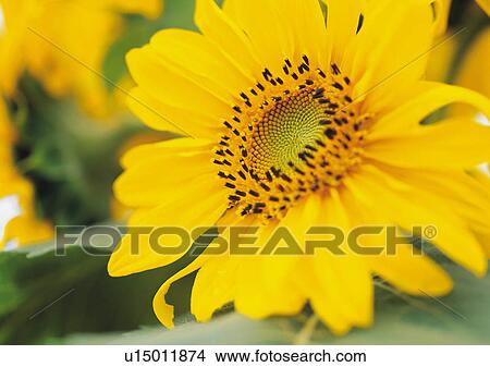 Picture - Plants Closeup, Plant, Close-Up, Day, Flower. Fotosearch