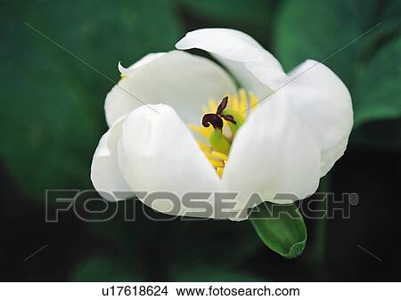 Picture - Plants Closeup, Plant, Close-Up, Day, Flower. Fotosearch