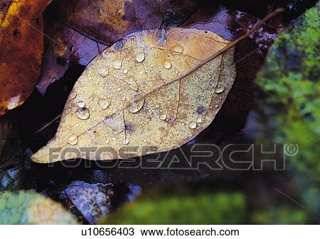 Plants Closeup, Plant, Close-Up, Day, Dead Plant View Large Photo Image Stock Image - Plants Closeup, Plant, Close-Up, Day, Dead Plant. Fotosearch