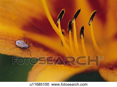 Plants Closeup, Plant, Close-Up, Day, Extreme Close-Up View Large Photo Image Stock Image - Plants Closeup, Plant, Close-Up, Day, Extreme Close-Up. Fotosearch