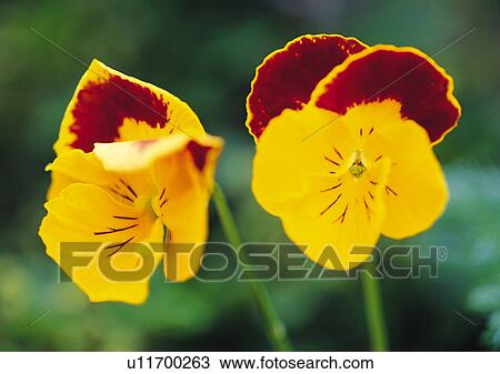 Plants Closeup, Plant, Close-Up, Day, Flower View Large Photo Image Stock Image - Plants Closeup, Plant, Close-Up, Day, Flower. Fotosearch