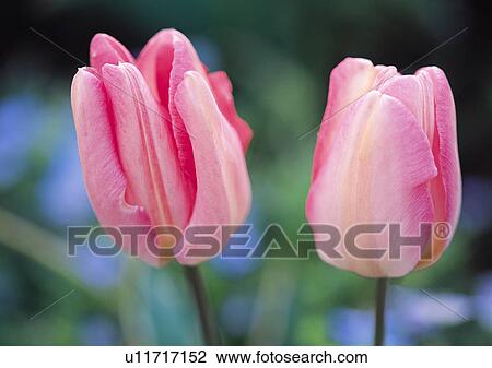 Plants Closeup, Plant, Close-Up, Day, Flower View Large Photo Image Stock Image - Plants Closeup, Plant, Close-Up, Day, Flower. Fotosearch