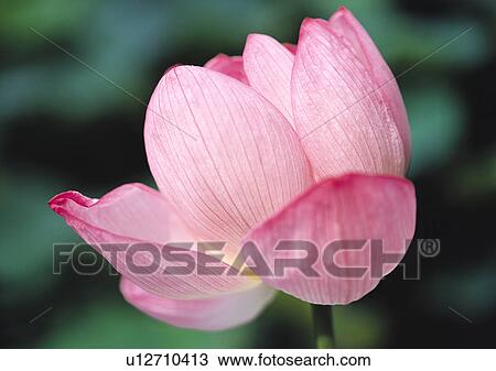 Stock Image - Plants Closeup, Plant, Close-Up, Day, Flower. Fotosearch