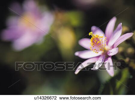 Plants Closeup, Plant, Close-Up, Day, Flower View Large Photo Image Stock Image - Plants Closeup, Plant, Close-Up, Day, Flower. Fotosearch