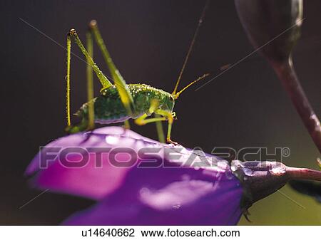 Stock Image - Plants Closeup, Plant, Close-Up, Day, Flower. Fotosearch