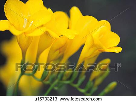 Plants Closeup, Plant, Close-Up, Day, Flower View Large Photo Image Stock Image - Plants Closeup, Plant, Close-Up, Day, Flower. Fotosearch
