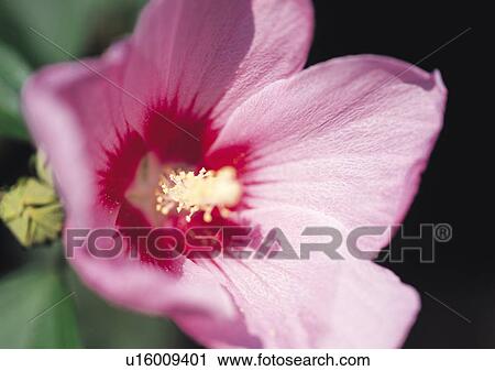 Plants Closeup, Plant, Close-Up, Day, Extreme Close-Up View Large Photo Image Stock Image - Plants Closeup, Plant, Close-Up, Day, Extreme Close-Up. Fotosearch