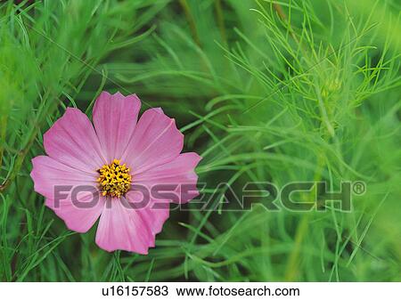 Stock Image - Plants Closeup, Plant, Close-Up, Day, Flower. Fotosearch