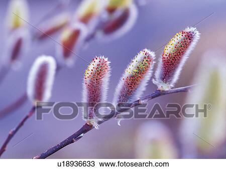 Plants Closeup, Plant, Close-Up, Day, Flower View Large Photo Image Stock Image - Plants Closeup, Plant, Close-Up, Day, Flower. Fotosearch