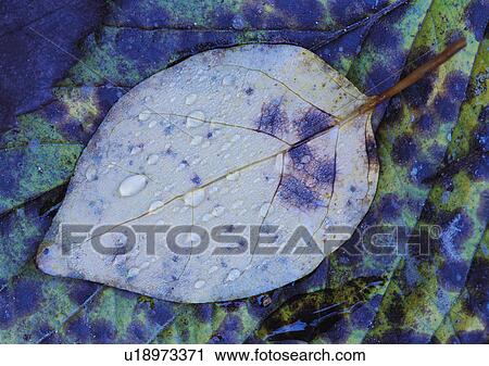 Plants Closeup, Plant, Close-Up, Day, Dead Plant View Large Photo Image Stock Image - Plants Closeup, Plant, Close-Up, Day, Dead Plant. Fotosearch