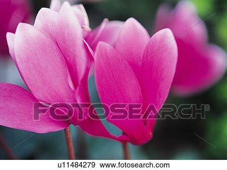 Plants Closeup, Plant, Close-Up, Day, Flower View Large Photo Image Stock Photo - Plants Closeup, Plant, Close-Up, Day, Flower. Fotosearch