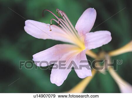 Plants Closeup, Plant, Close-Up, Day, Flower View Large Photo Image Stock Photo - Plants Closeup, Plant, Close-Up, Day, Flower. Fotosearch