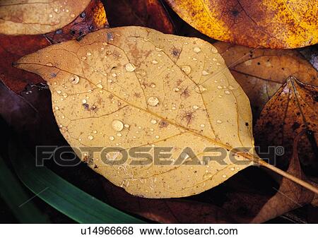Plants Closeup, Plant, Close-Up, Day, Dead Plant View Large Photo Image Stock Photo - Plants Closeup, Plant, Close-Up, Day, Dead Plant. Fotosearch