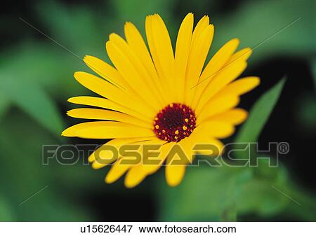 Stock Photo - Plants Closeup, Plant, Close-Up, Day, Flower Head. Fotosearch