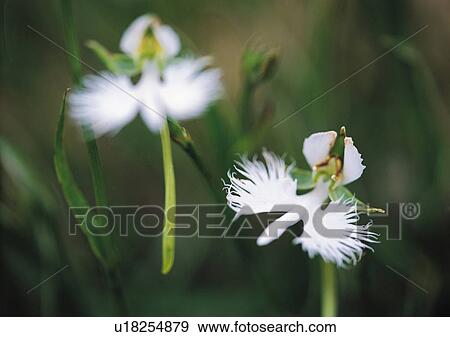 Plants Closeup, Plant, Close-Up, Day, Flower View Large Photo Image Stock Photo - Plants Closeup, Plant, Close-Up, Day, Flower. Fotosearch