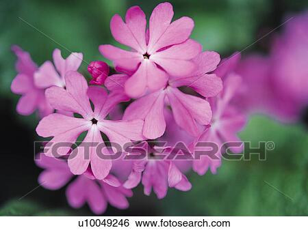 Stock Photograph - Plants Closeup, Plant, Close-Up, Day, Flower. Fotosearch