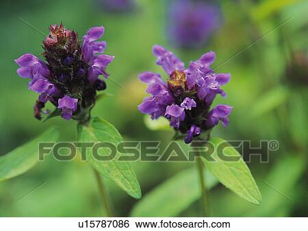 Stock Photograph - Plants Closeup, Plant, Close-Up, Day, Flower. Fotosearch