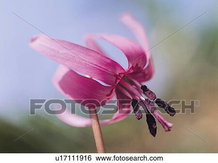 Plants Closeup, Plant, Close-Up, Day, Focus On Foreground View Large Photo Image Stock Photograph - Plants Closeup, Plant, Close-Up, Day, Focus On Foreground. Fotosearch