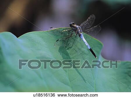 Plants Closeup, Plant, Close-Up, Day, Dragonfly View Large Photo Image Stock Photograph - Plants Closeup, Plant, Close-Up, Day, Dragonfly. Fotosearch