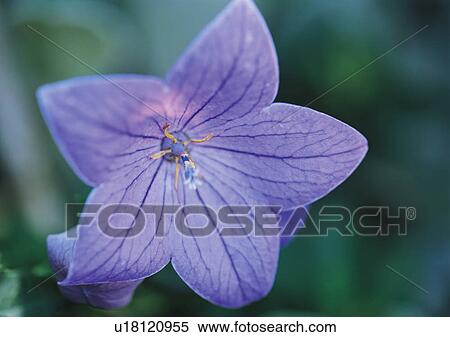 Stock Photography - Plants Closeup, Plant, Close-Up, Day, Flower. Fotosearch