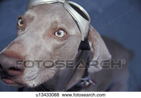 dog wearing goggles