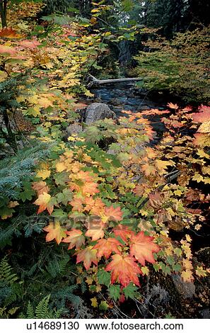 Autumn Forest Floor Stock Image U Fotosearch