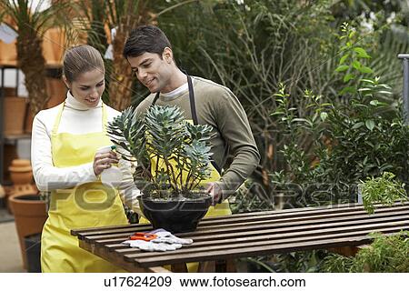 Female and male florist watering plant View Large Photo Image Stock Photo - Female and male florist watering plant. Fotosearch