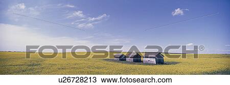 Stock Image - A Rape-Blossoms Field With A Hut. Fotosearch