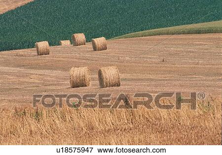Circular Haystacks In Field View Large Photo Image Stock Photo - Circular Haystacks In Field. Fotosearch