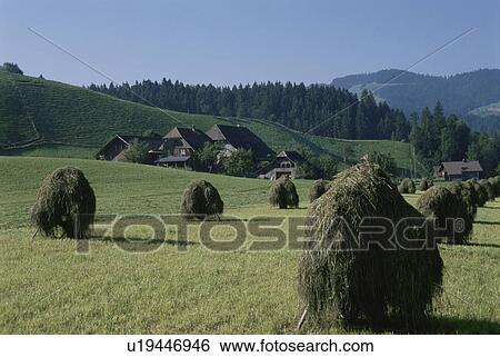 Hay Of A Farm In Germany View Large Photo Image Stock Photograph - Hay Of A Farm In Germany. Fotosearch