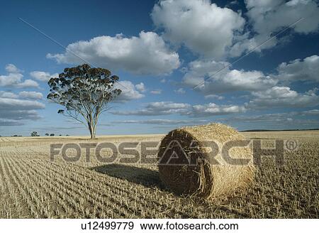 Stock Photo - Haystack In Field. Fotosearch