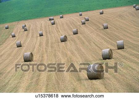 Stock Photo - Haystacks In Field. Fotosearch