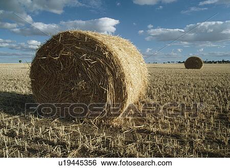 Haystacks In Field View Large Photo Image Stock Photograph - Haystacks In Field. Fotosearch
